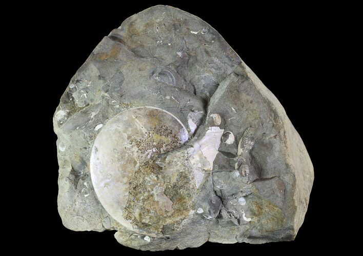 Sphenodiscus Ammonite On Rock - South Dakota #98645